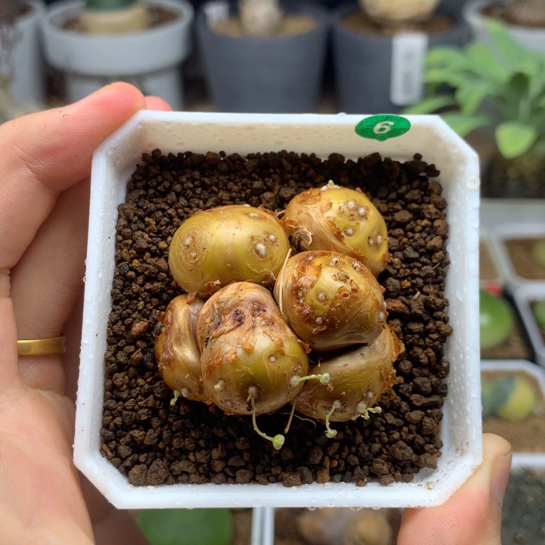 格加厚敦菊母本带盆