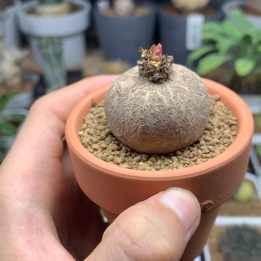 玫瑰大戟3.6cm多肉