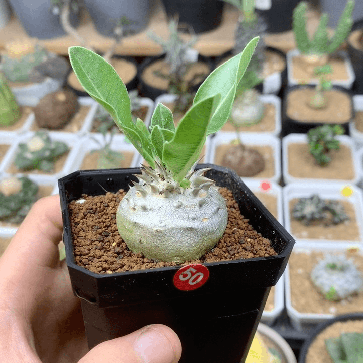 圆胖肚子惠比大黑 带盆发货