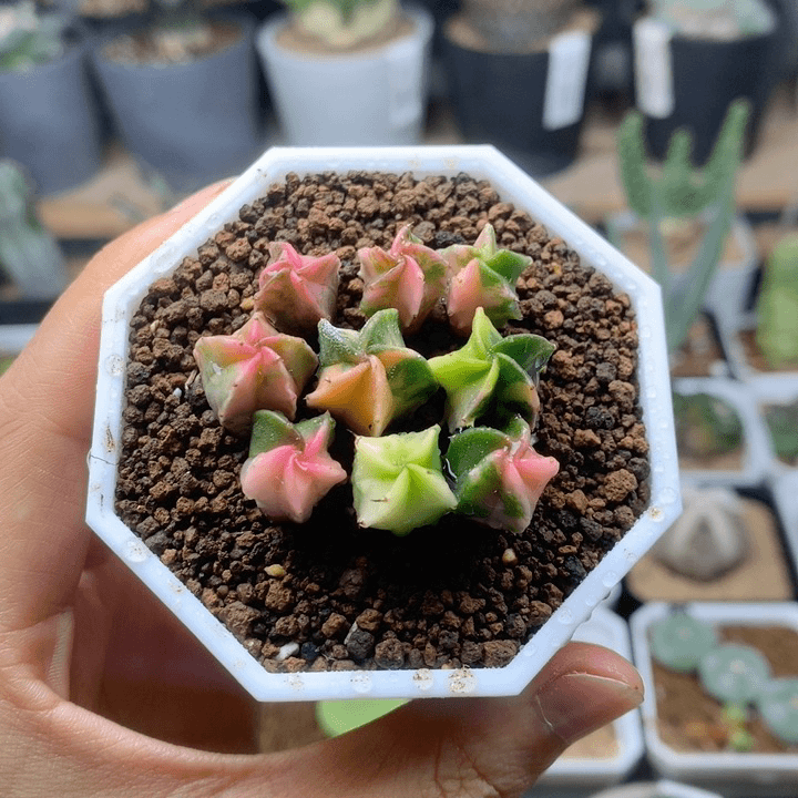 实生小鸾凤玉锦仙人球