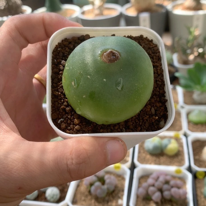 4.6cm大苍角殿 多肉有老伤
