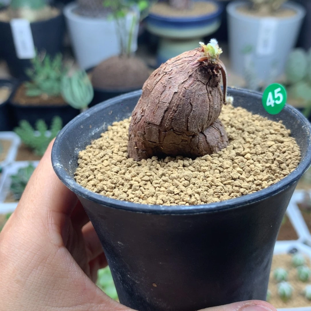 母本枯木杨葵脱土多肉