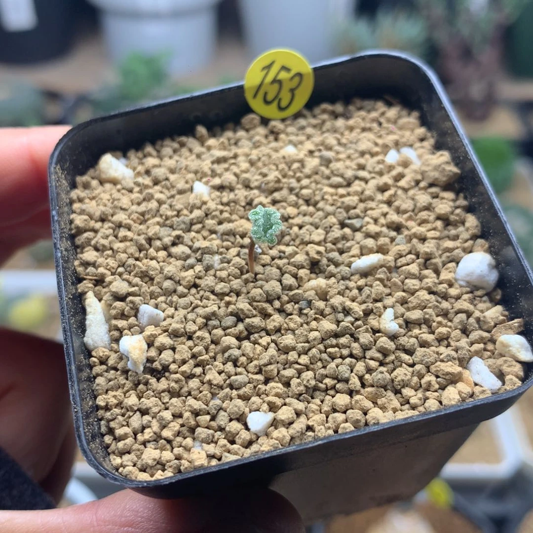 D****?153号专拍带盆