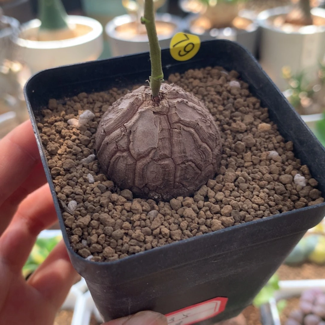 南非龟甲龙带盆3.5cm
