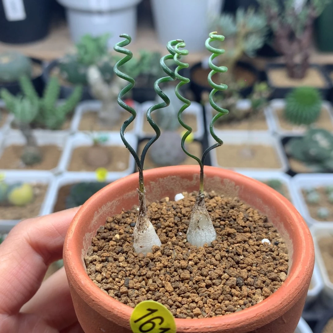 小钢丝弹簧草多肉