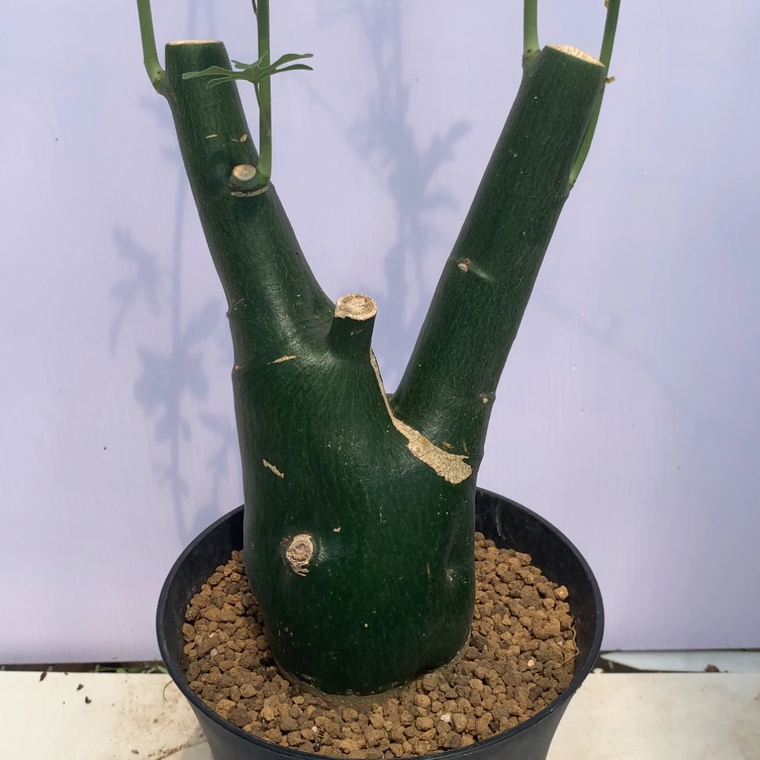 实生毒腺蔓8cm左右