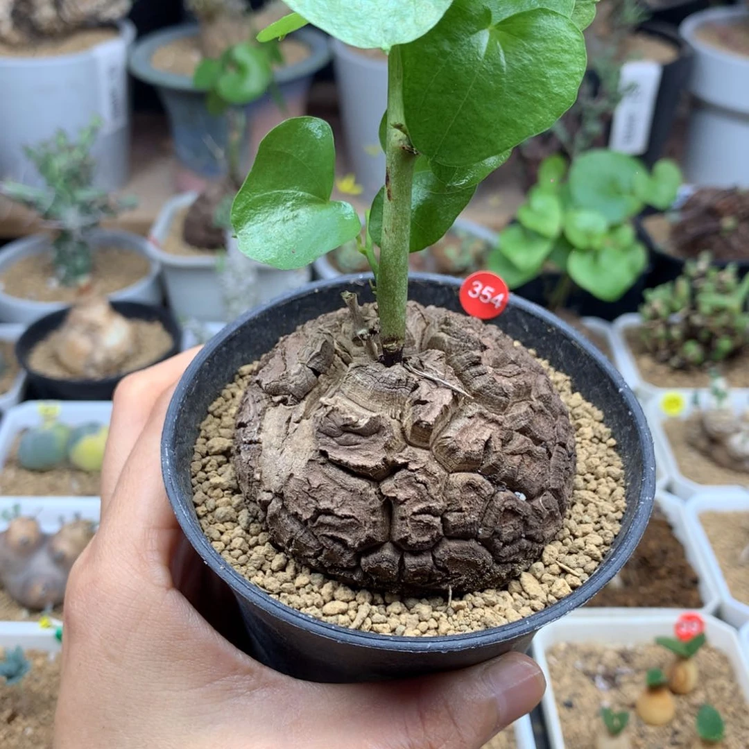福利南非龟甲龙带盆6.2cm