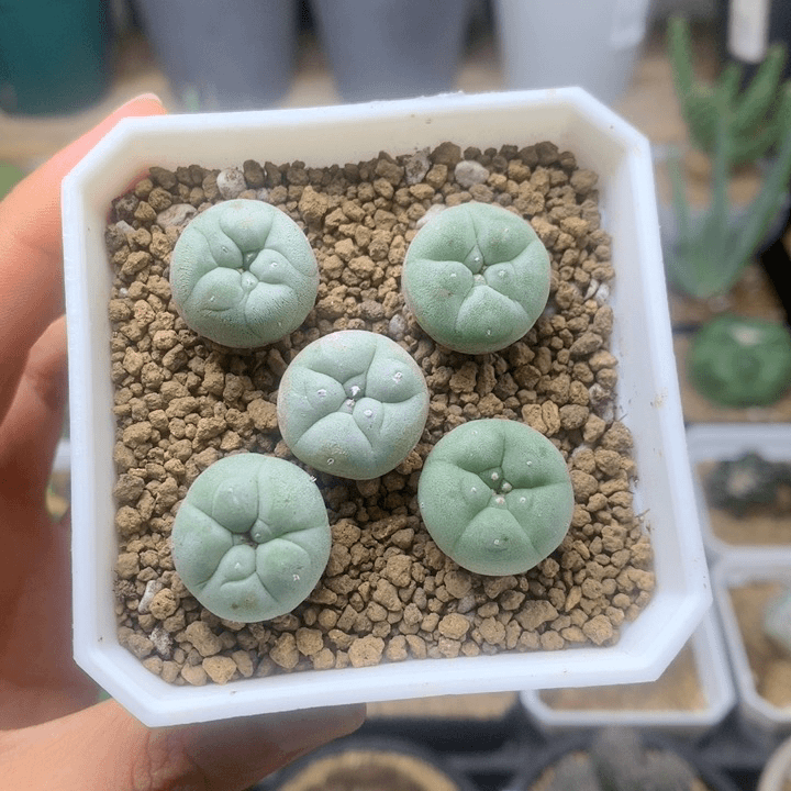 实生白肌小海鲜5颗仙人球