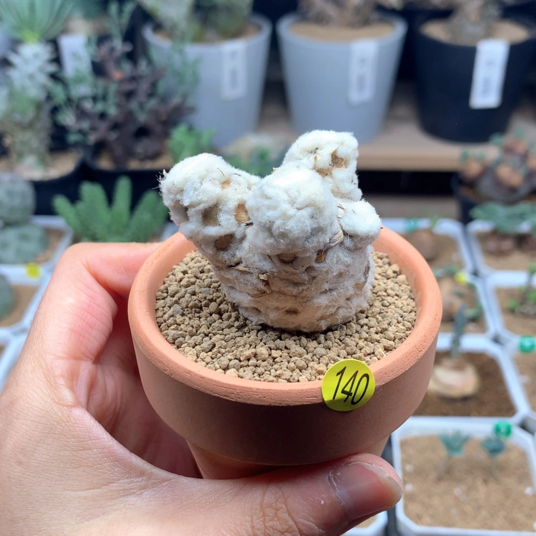 刨花厚敦菊母本多肉脱土