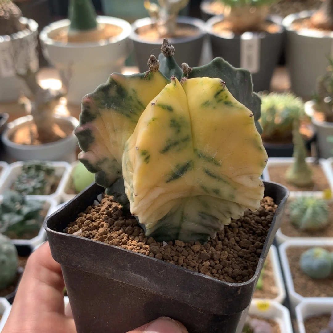 实生鸾凤玉锦母本6.4cm
