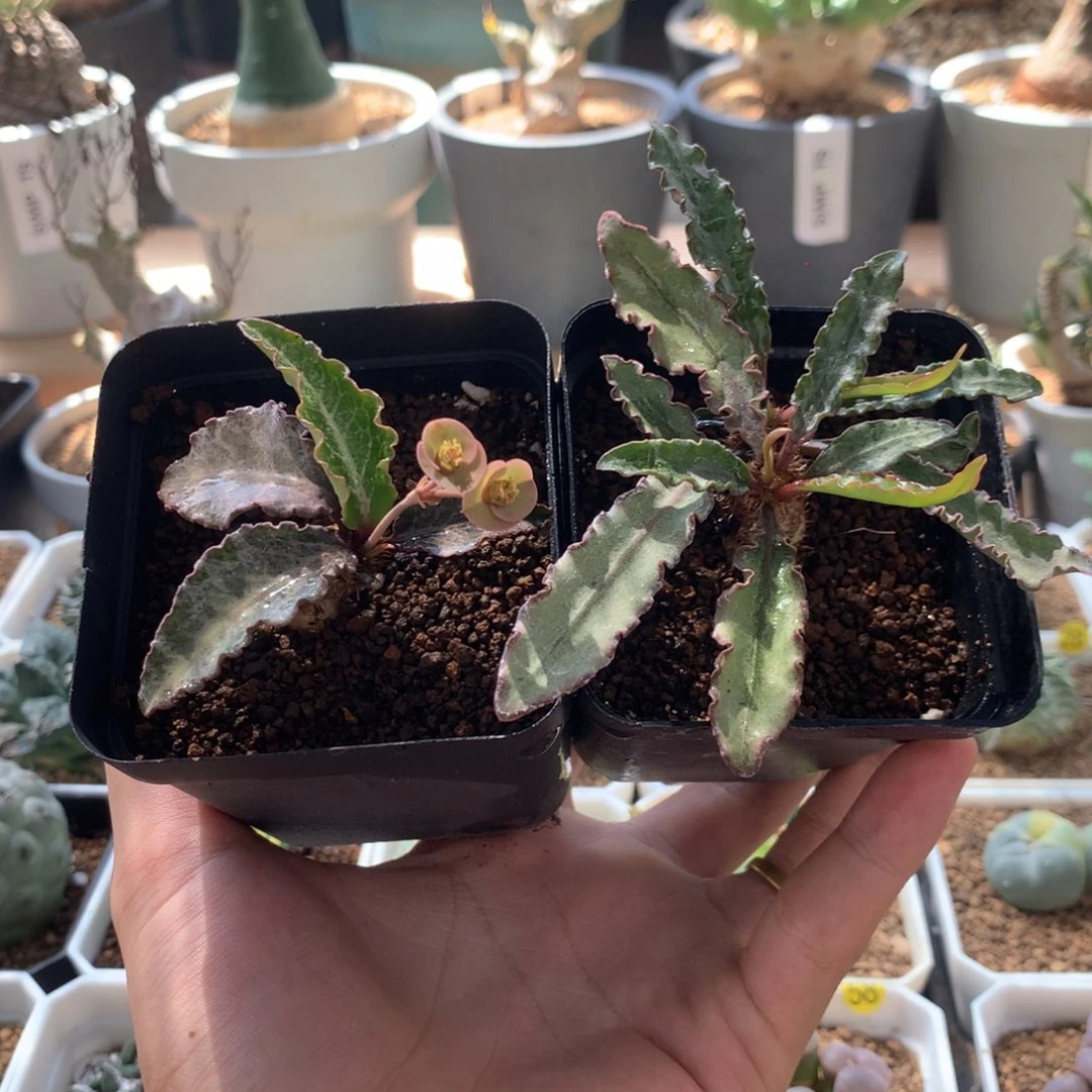 实生彩叶麒麟多肉