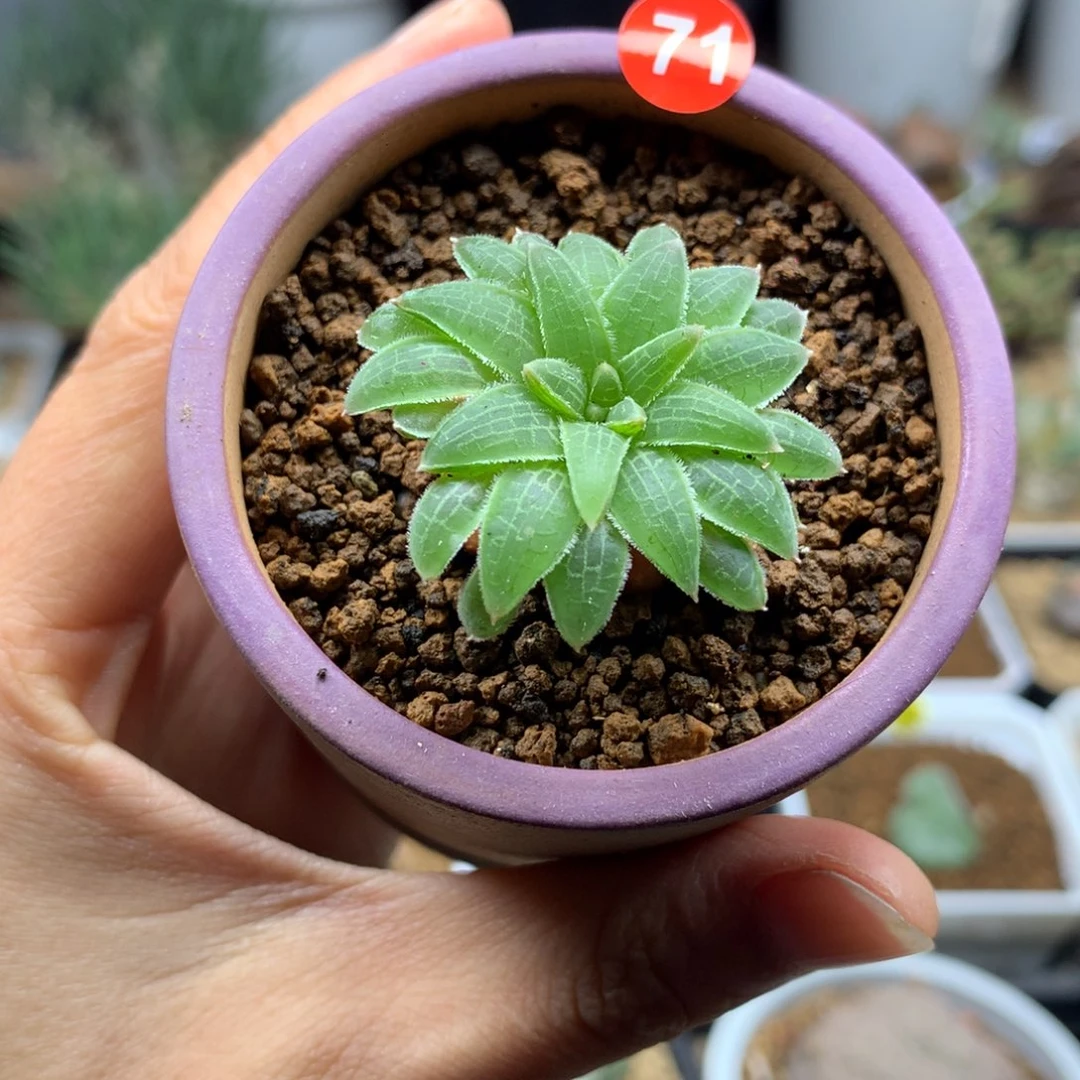 零**酸71号短叶块根寿多肉脱土