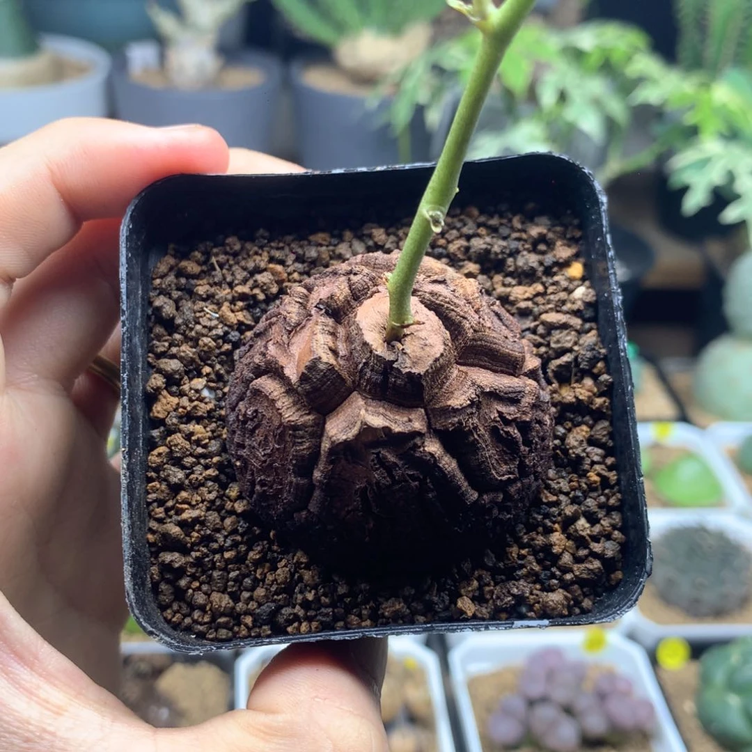 天眼龟南非龟甲龙带盆