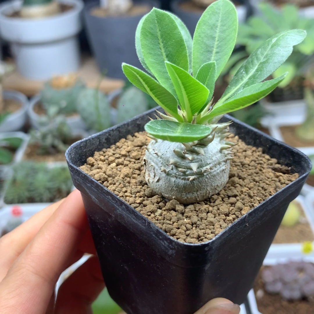 2.5cm惠比须笑带盆发