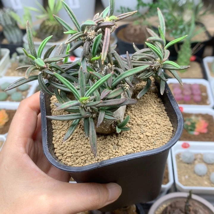 实生筒叶麒麟大戟4cm