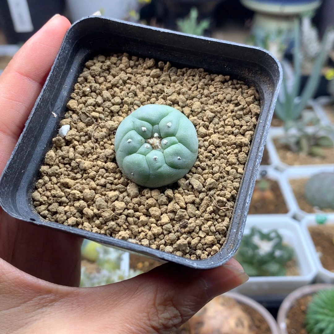 实生大尤海鲜仙人球