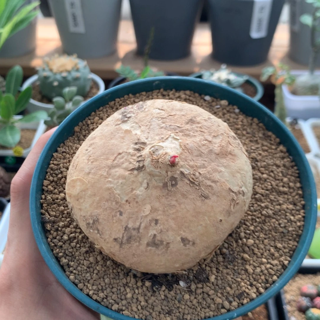 卵叶西番莲熟桩带盆