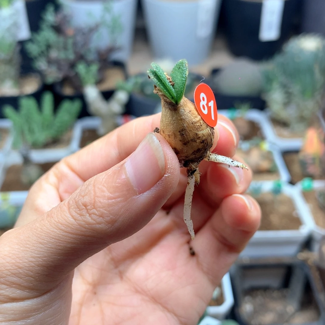 小***灵81号钢锉灯台百合多肉