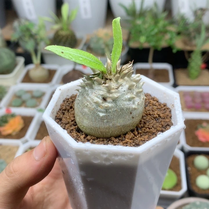 母本惠比大黑带盆发货