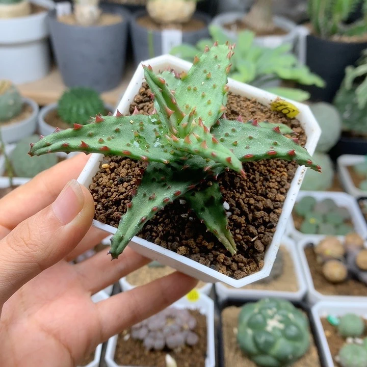 实生强刺卡萨帝芦荟母本