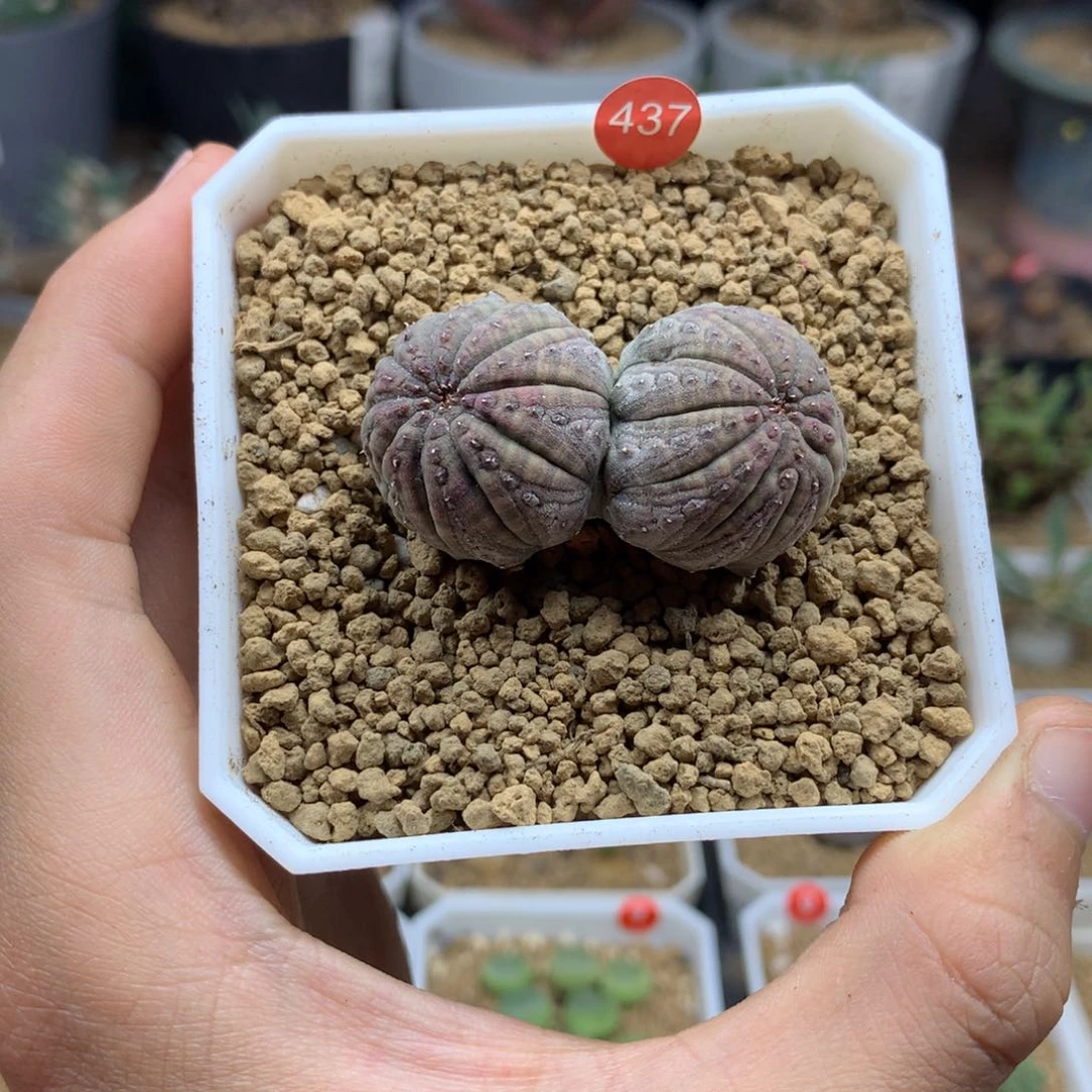 自根双头欧布多肉