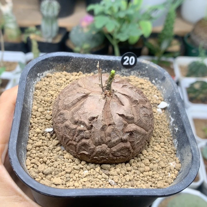 南非龟甲龙带盆5.3cm