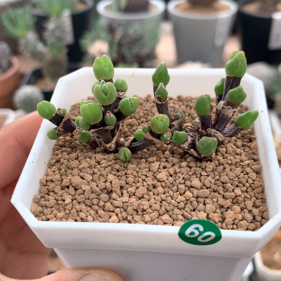 枝干兔子脱土多肉2颗