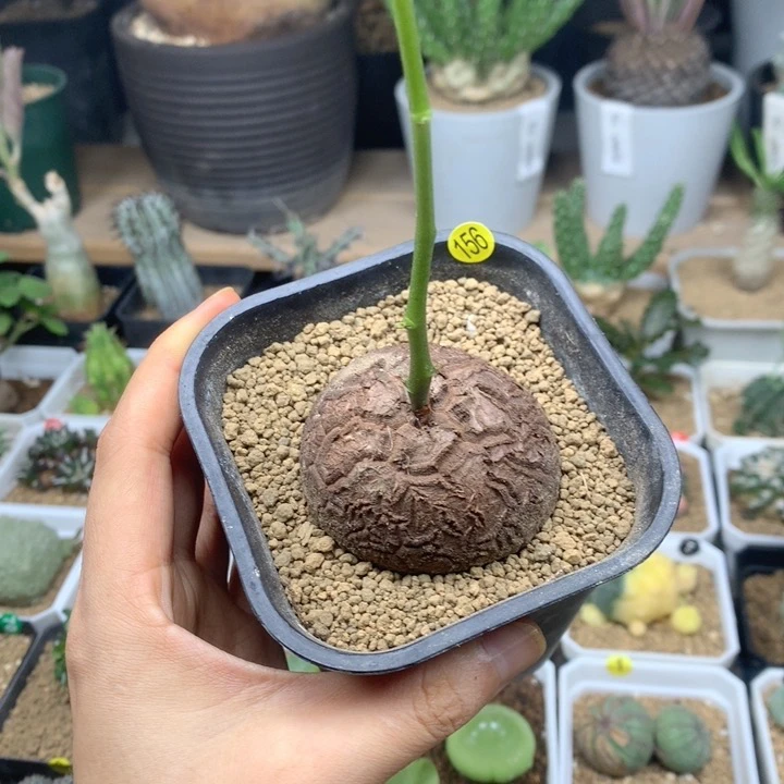 5.6cm南非龟甲龙带盆