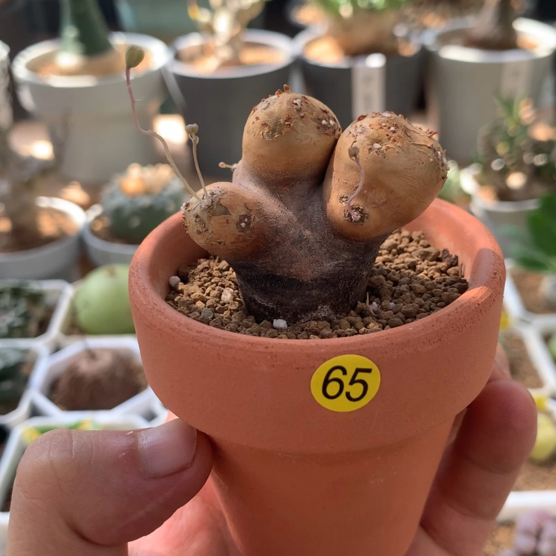格加厚敦菊母本多肉