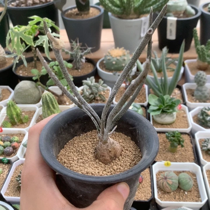 实生母本美杜莎仙人球