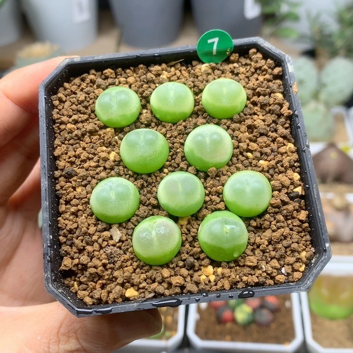 日系拉登10颗1.2cm多肉