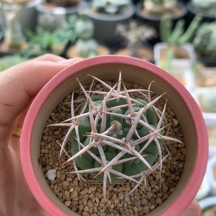 实生五十铃碧岩玉仙人球