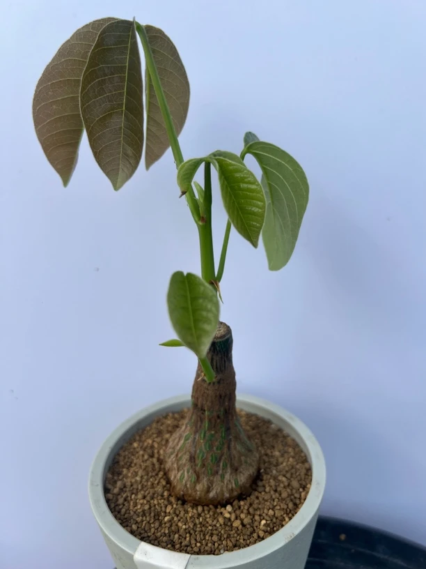 实生龟甲木棉4.3cm带盆
