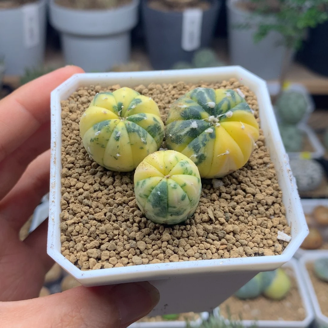 福利特价不售后兜锦带盆发货