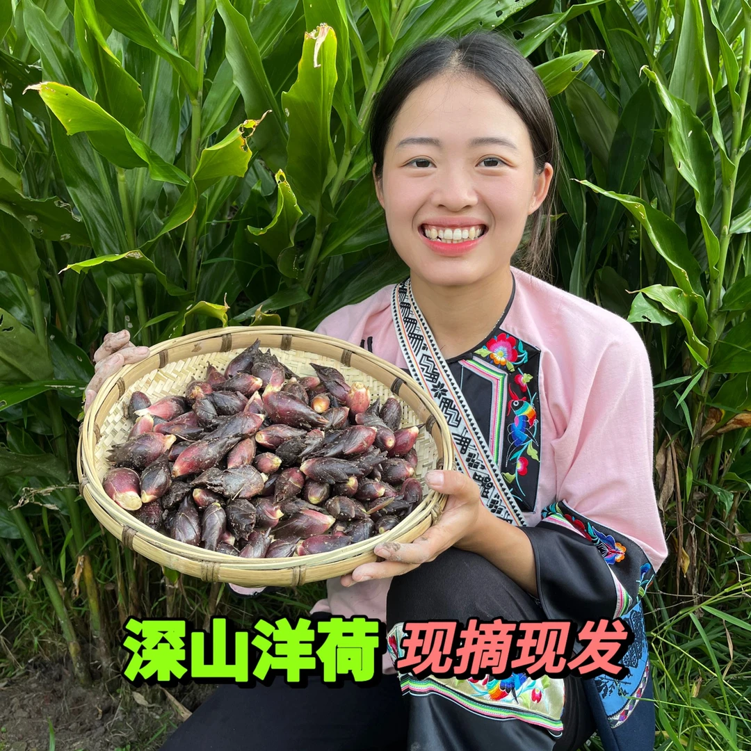湘西深山洋荷当季蔬菜鲜香嫩现摘现发