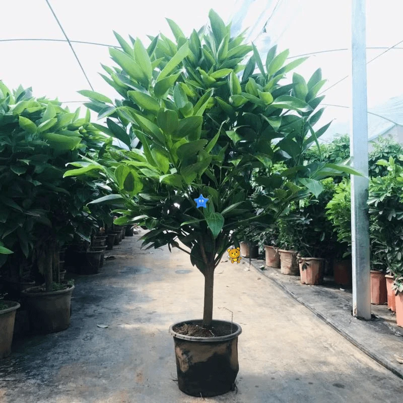 平安树盆栽 大型绿植室内客厅四季常青 吸甲醛植物 办公室盆