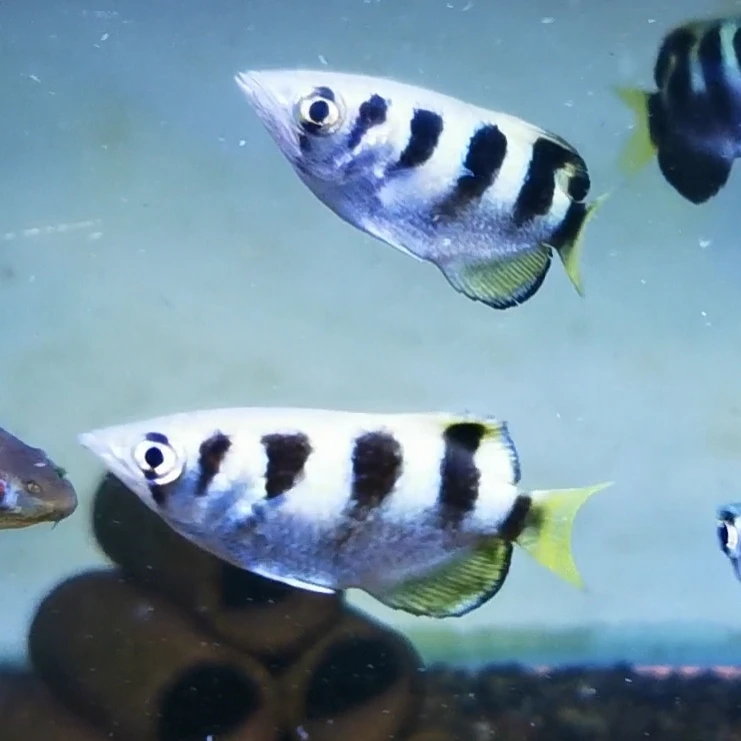 七星射水鱼黄金射水汽水鱼原生观赏河口热带鱼