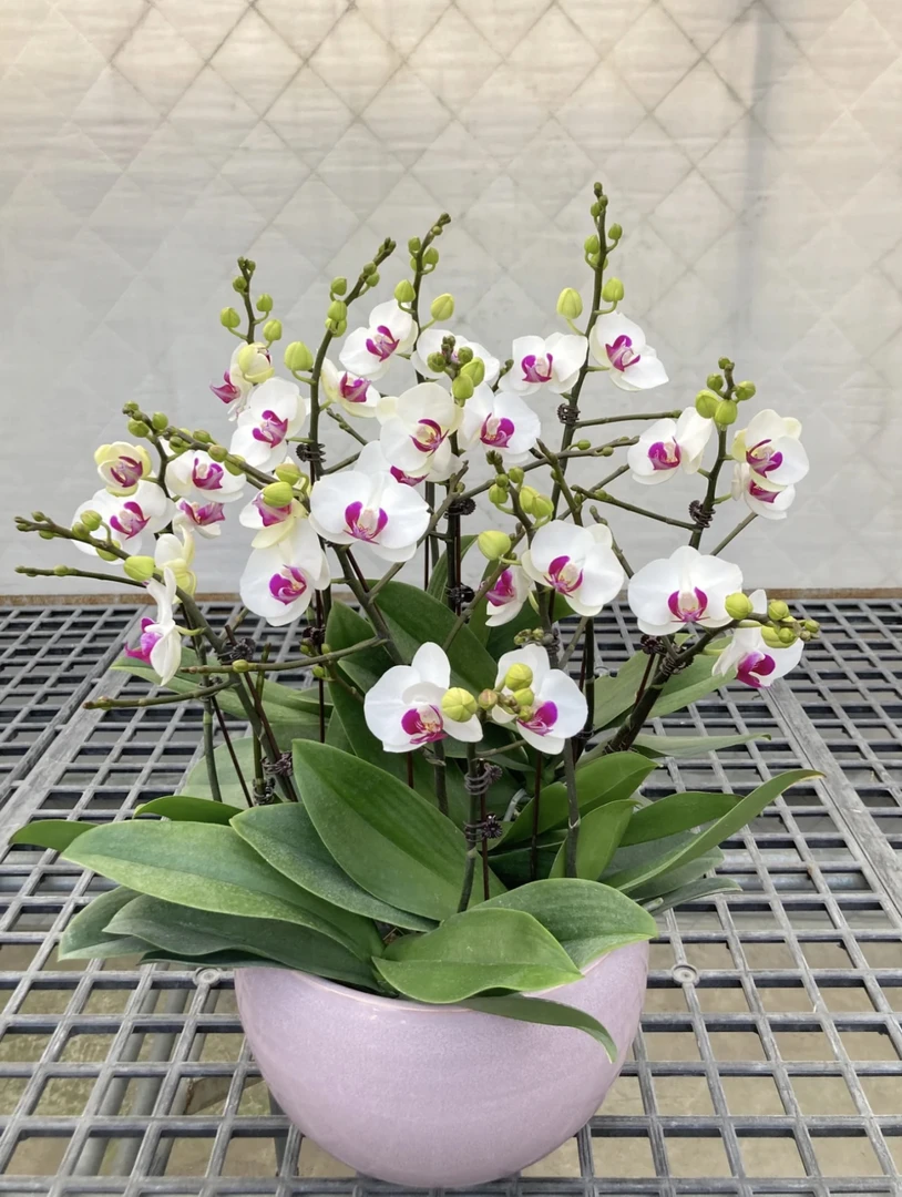 雪玉蝴蝶兰3.0寸杯无花无梗基地直发