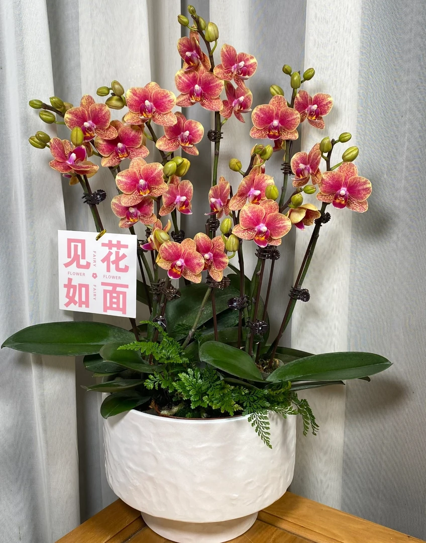 金蝶蝴蝶兰3.0寸杯无花无梗基地直发
