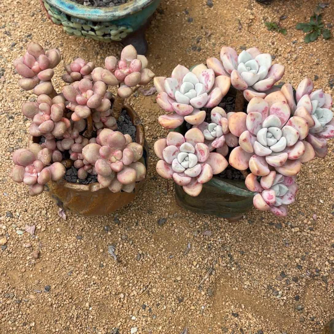 多肉植物2颗一起