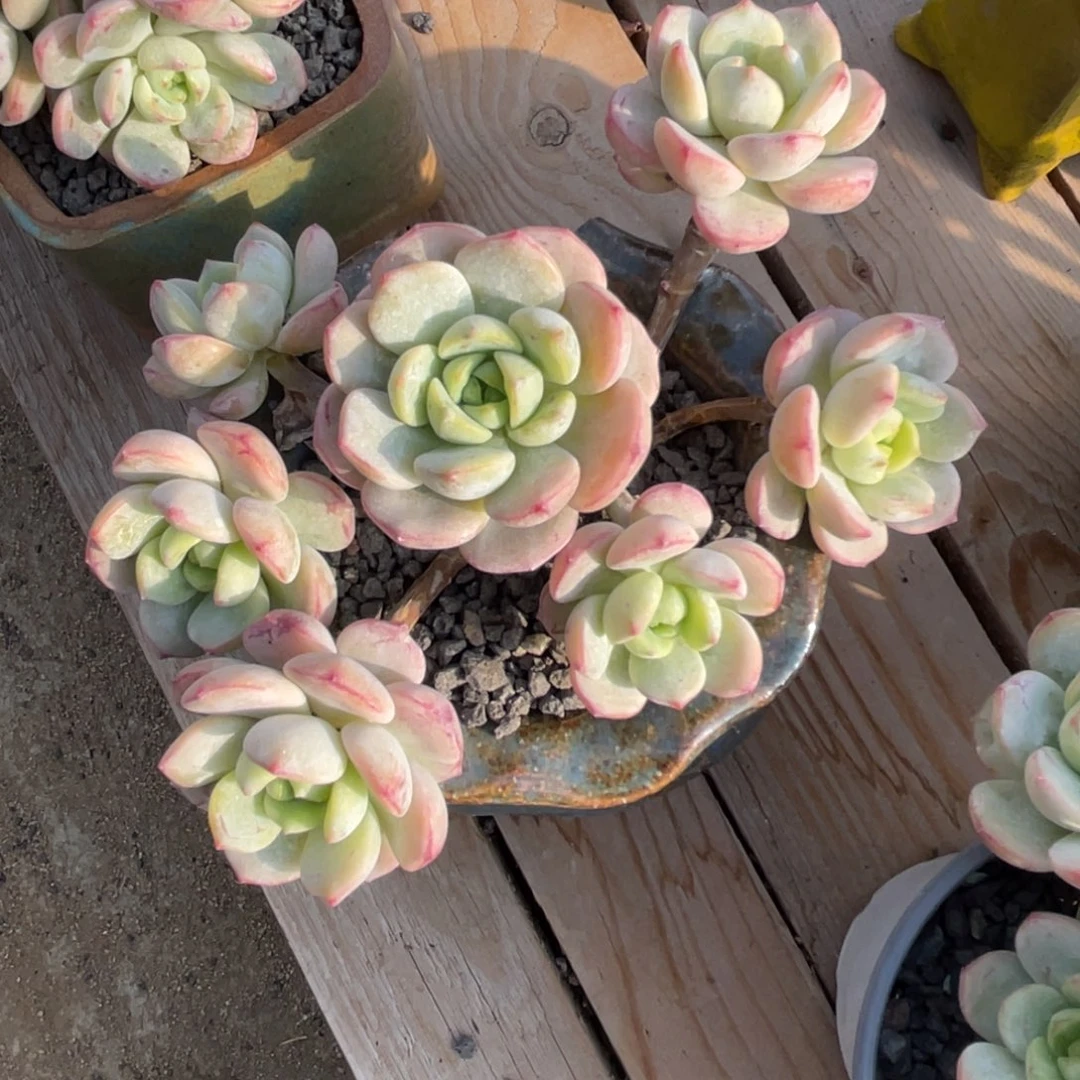 多肉植物多肉植物