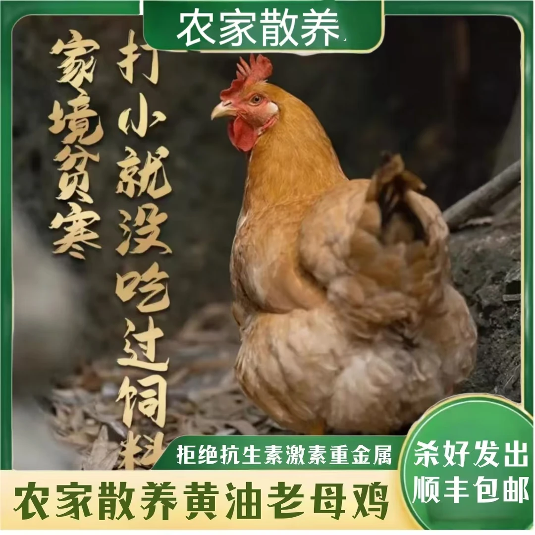 【大脸妹】林间放养黄油老母鸡   单只净重共2.5斤  带内脏