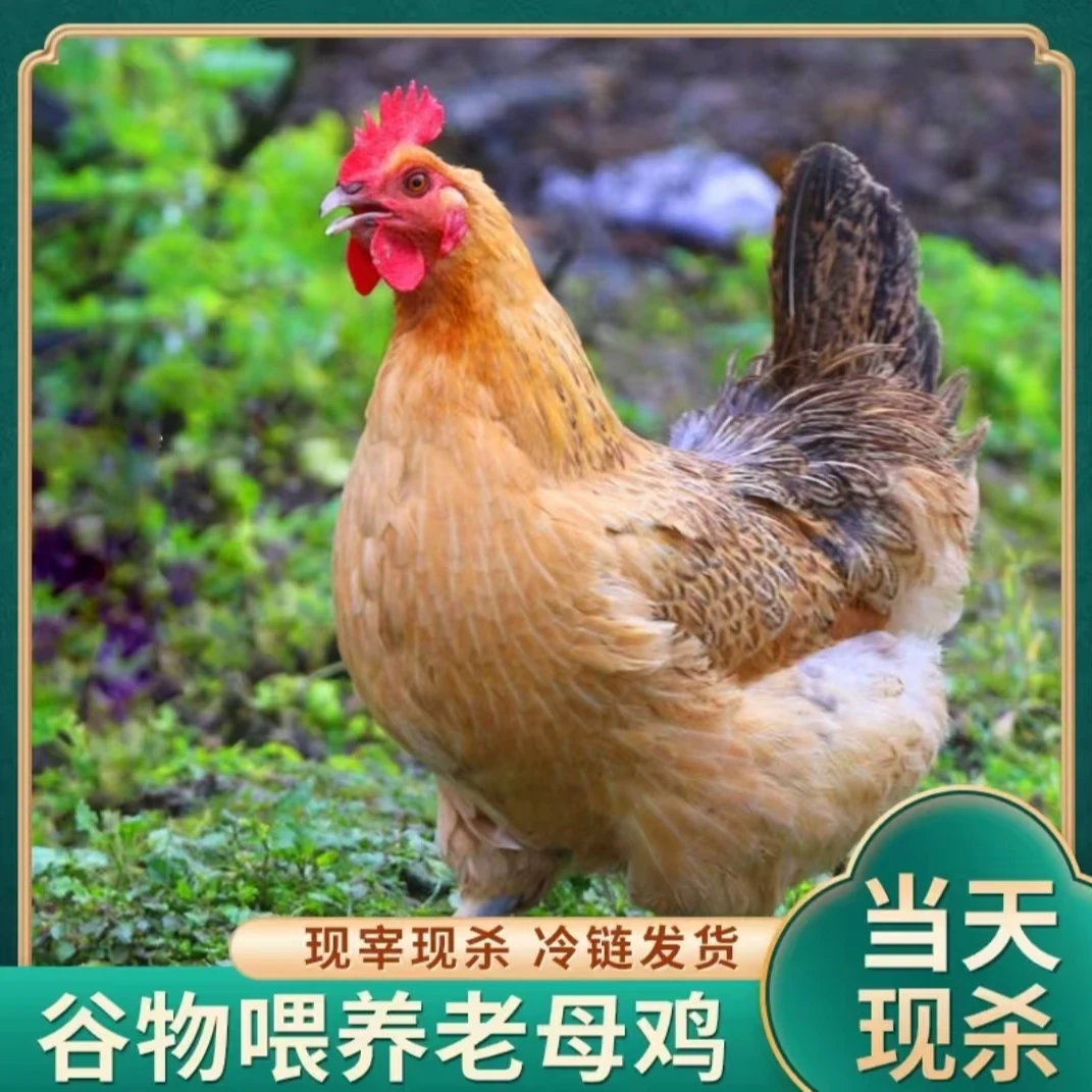【春妮家】林间放养土鸡老母鸡   发3只净重共6斤  带内脏