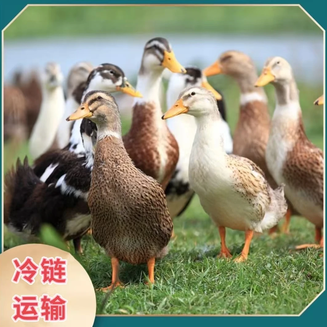 【双福农场】农家放养土鸭大河鸭  拍一发二  净重共7斤  杀好发货