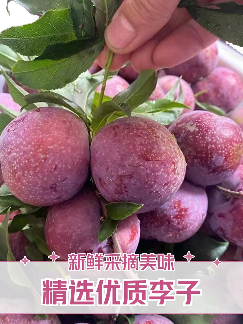 【钱排三华李】当天采摘李子正宗广东钱排红心三华李2斤（送辣椒盐）