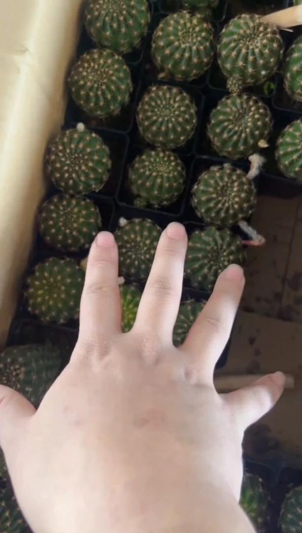 【闪购商品】4颗 龙之卵