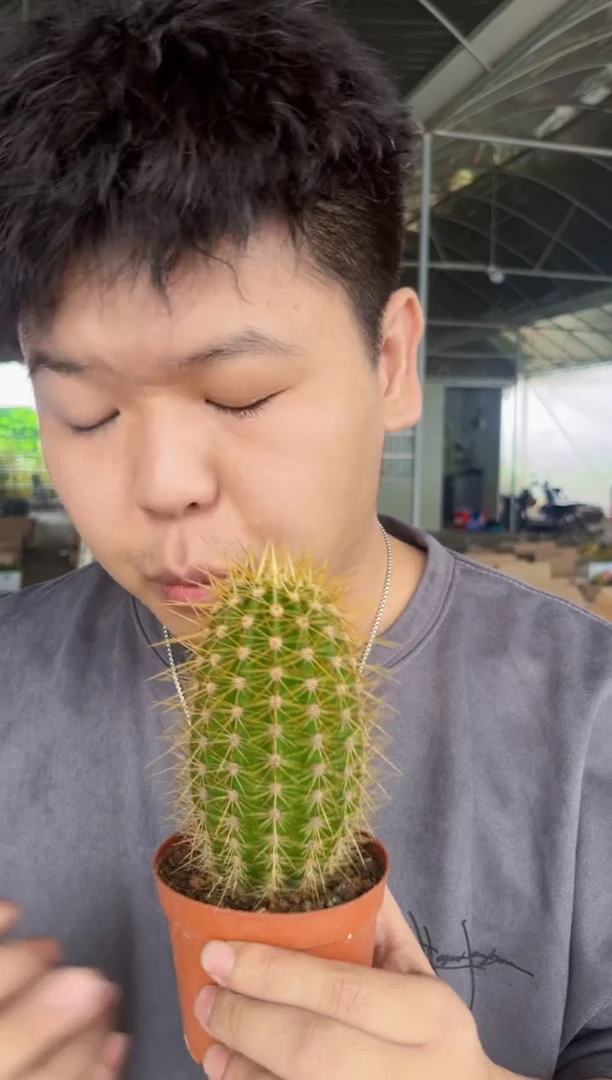 【闪购商品】时光 毛花柱