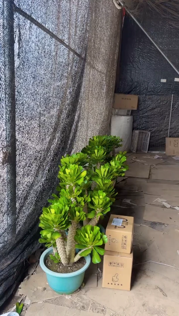 【闪购商品】大号多头扇贝麒麟【造型不指定】嫁接