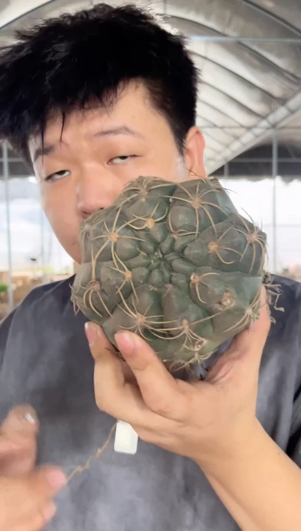 【闪购商品】货尾 美花海王【不指定多头】