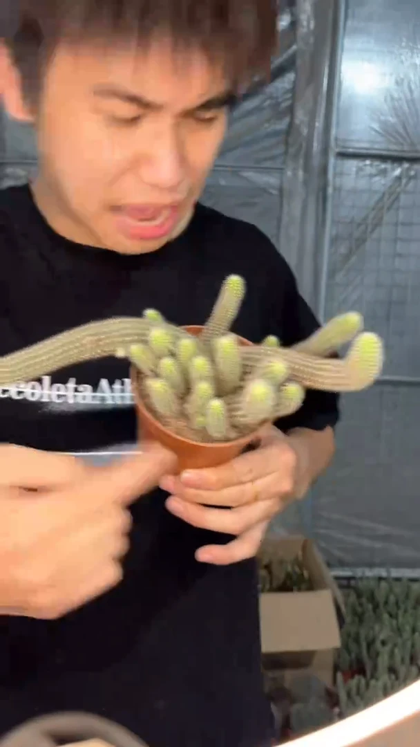 【闪购商品】特鲁迪白檀